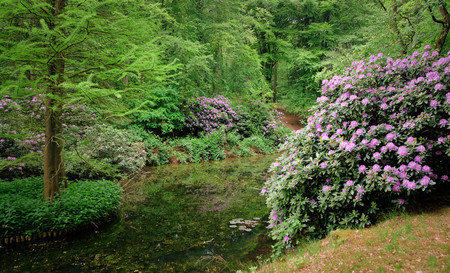 green garden with or river and bushes and flowers in the netherlandsの写真素材