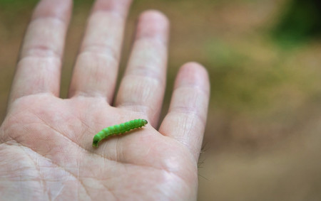 Little caterpillar on a man's hand. The male hand holds a lively caterpillar of bright green color.の写真素材