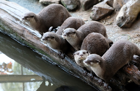 Group of funny oriental small-clawed otter Aonyx cinerea syn. Amblonyx cinereus looking entertaining at spectatorsの写真素材