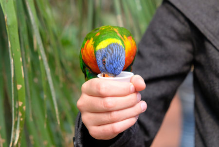 Portrait of a small colorful parrot sitting on a branch. Tropical bird, lory family. Red, blue,...