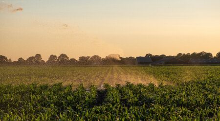 Silhouette of agricultural irrigation system watering cornfield at sunset. Cornfield irrigation using the center pivot sprinkler system. Amsterdam, The Netherlandsの写真素材