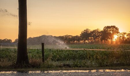 Silhouette of agricultural irrigation system watering cornfield at sunset. Cornfield irrigation using the center pivot sprinkler system. Amsterdam, The Netherlandsの写真素材