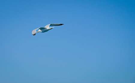 Seagull in front of White Cliffs of Dover in Southeast Great Britain