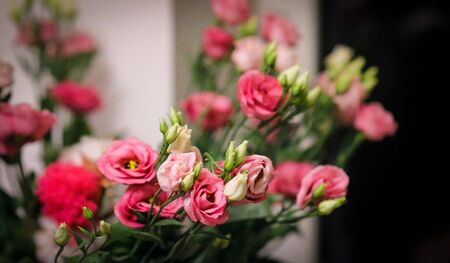 Closeup selective focus bouquet pink roses in amsterdamの写真素材