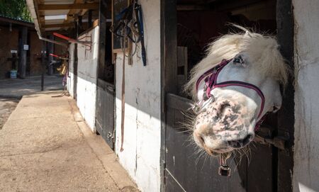 horse standing in a stable on a sunny day in newforest great brittainの写真素材