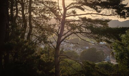 Evening sunset with trees silhouette over English countryside landscape from a hill peak in charmouth great brittainの写真素材