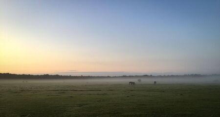 horses grazing in the mist at a campingsite in newforest great brittainの写真素材