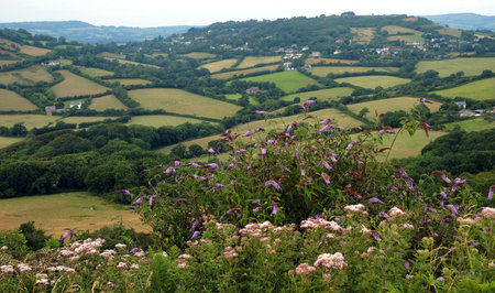 Green fields on a hill with the sea English Channel and English countryside in the background....