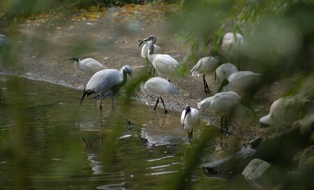 bird in its natural environment of forest trees and plants in blijdorp netherlands rotterdamの写真素材