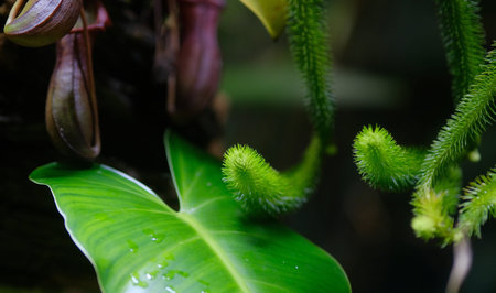 tropical plants in the forest of zoo blijdorp in rotterdam the netherlands