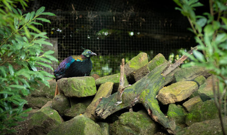 bird in its natural environment of forest trees and plants in blijdorp netherlands rotterdam