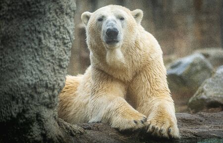 Polar bear sow, close up, lying on a boulder. Autumn in blijdorp rotterdam the netherlandsの写真素材