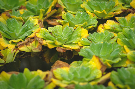 green yellow water lilies in a pond in blijdorp, rotterdam the netherlands