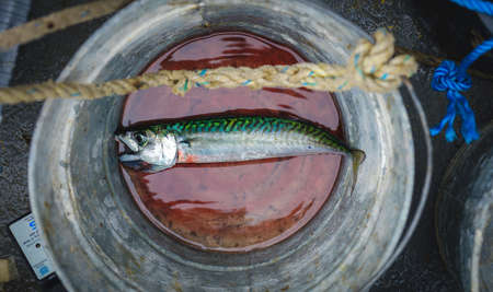 caught fish in a bucket with blood on board a fishing boat in lyme regis uk englandの写真素材