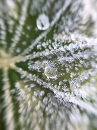 icey dew on a frozen plant in the winter in amsterdam