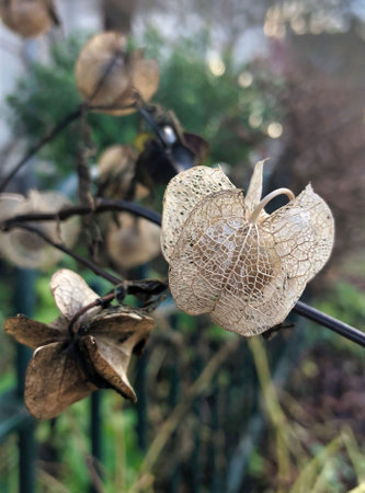 skeletons of old dried out flowers in autumnの写真素材
