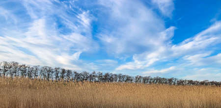 reed near the riverside with clouds on a blue skyの写真素材
