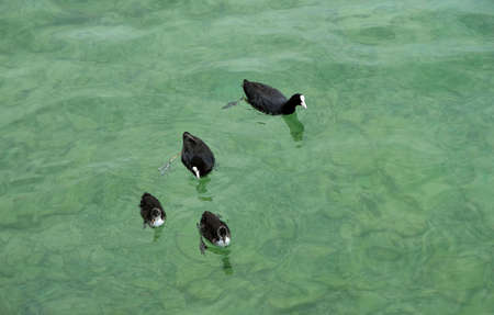 water of lake garda in italy surrounded by mountains in the summerの写真素材