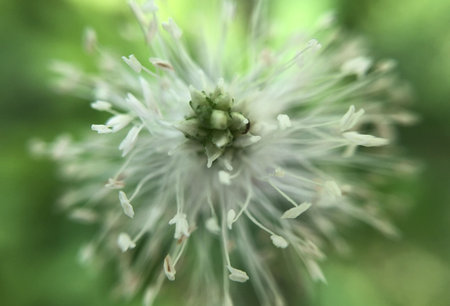 macro shot with a close up of a flower in botanical garden