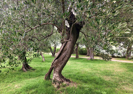 Ruins of roman villa Grottoes of Catullus in sirmione at lake garda in itlay in the summerの写真素材
