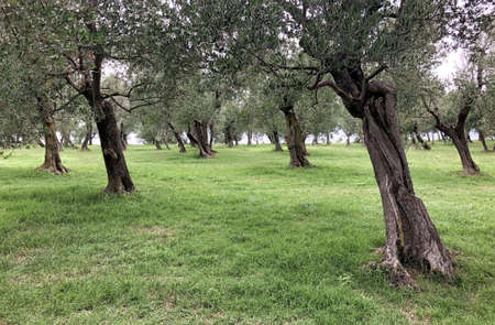 Ruins of roman villa Grottoes of Catullus in sirmione at lake garda in itlay in the summerの写真素材