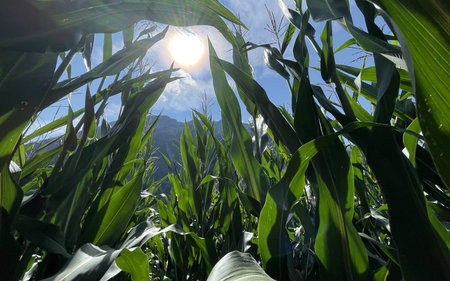 LOW ANGLE view from a corn field in the mountains in austria