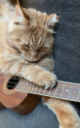 cat playing a ukulele guitar on a bench in amsterdamの写真素材