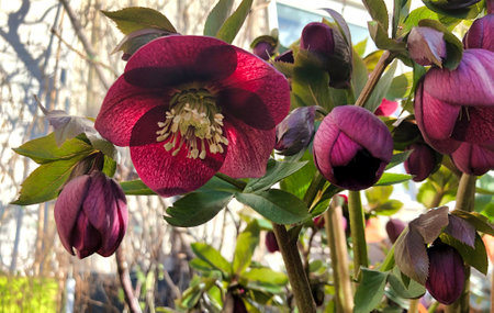 purple flowers in bloom in the front garden of a house in amsterdamの写真素材