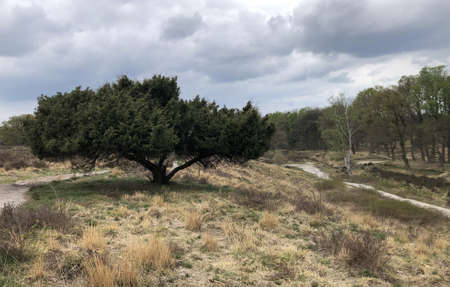 dutch landscape on a cloudy day in spring netherlandsの写真素材