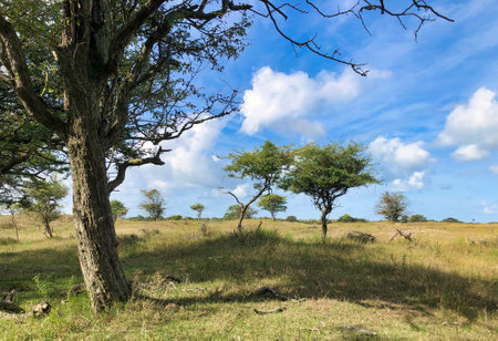 heather and trees in summer with a blue sky netherlandsの写真素材