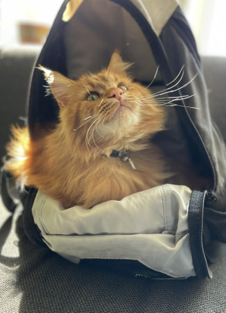 find cat in the bag in the sun on a bench at homeの写真素材