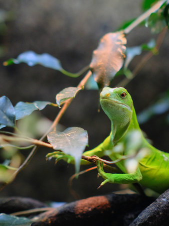 gecko on a branch looks into the camera in zoo in amsterdam
