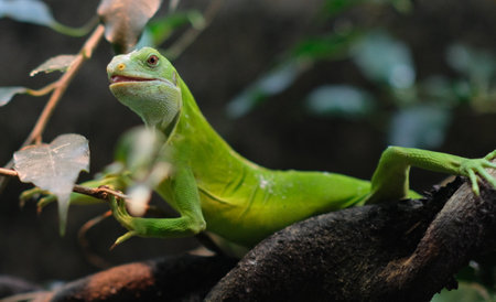gecko on a branch looks into the camera in zoo in amsterdamの写真素材