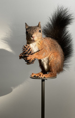 a squirrel with a pine cone in a house in amsterdamの写真素材