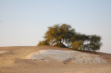 Acacia tree in the Egyptian desert of the Saharaの写真素材