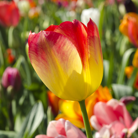 A red and yellow in a tulip flower garden on a sunny dayの写真素材