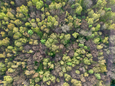Narrow street between woodland, drone's viewの写真素材