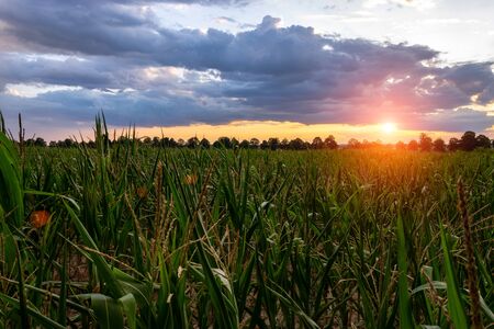 Cornfield at background beautiful sky. Concept of Agriculture and farm of maize.の写真素材