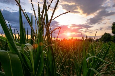 Cornfield at background beautiful sky. Concept of Agriculture and farm of maize.の写真素材