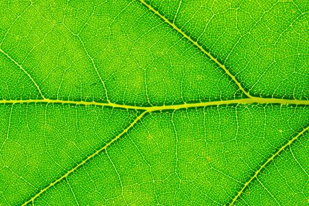Leaf background. Foliage abstract texture. Tropical pattern. Natの写真素材