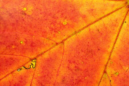 Leaf texture background. Abstract foliage tropical pattern. Natuの写真素材