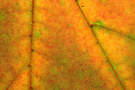 Leaf pattern. Tropical texture. Abstract foliage background. Natの写真素材