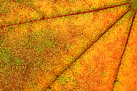 Foliage pattern. Tropical leaf abstract texture. Nature save conの写真素材
