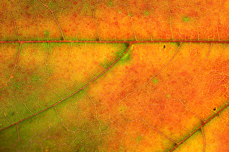 Leaf pattern. Tropical texture. Abstract foliage background. Nat
