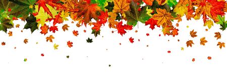 Leaves seamless. Autumn leaves isolated. November falling patterの写真素材