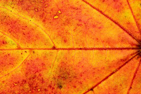 Leaf texture. Abstract foliage background. Tropical pattern. Flat lay, top viewの写真素材