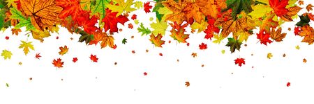 Autumn leaves isolated. Fall leaves. November falling pattern background. Season conceptの写真素材