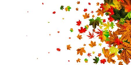 Autumn leaves isolated. Fall leaves. November falling pattern background. Season conceptの写真素材