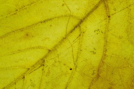 Leaf texture. Abstract foliage background. Tropical pattern. Flat lay, top viewの写真素材