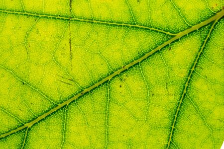 Foliage background. Leaf tropic pattern. Abstract texture. Naturの写真素材